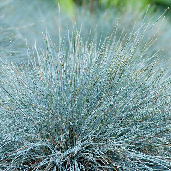 BLOOMIQUE - Lot de 3 - Festuca Glauca Compacta Blue - Fétuque Bleue - H. 20-30 cm - P. 10,5 cm - large