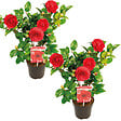 BLOOMIQUE - Lot de 2 - Camellia japonica 'Black Lace' - Rosier du Japon - Buisson - Persistant - H. 30-35 cm - vignette