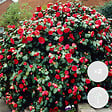 BLOOMIQUE - Lot de 2 - Camellia japonica 'Black Lace' - Rosier du Japon - Buisson - Persistant - H. 30-35 cm - vignette