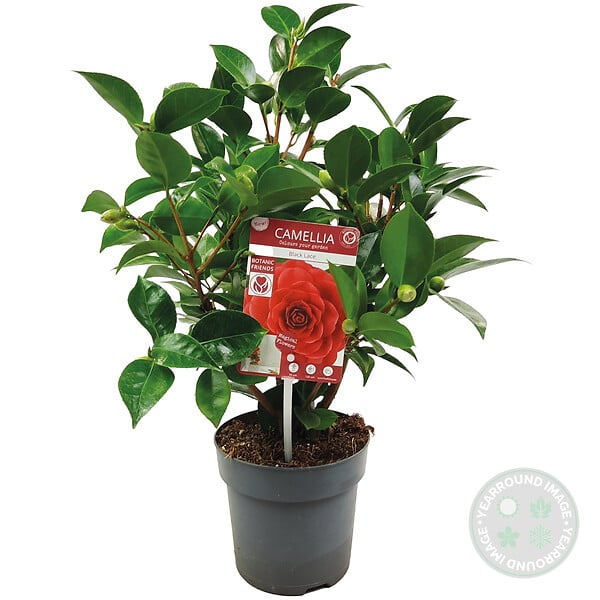 BLOOMIQUE - Lot de 2 - Camellia japonica 'Black Lace' - Rosier du Japon - Buisson - Persistant - H. 30-35 cm - large