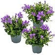 BLOOMIQUE - Lot de 3 - Campanula Ambella Intense Purple - Campanule - Couvre-sol - H. 10-20 cm - P. 10,5 cm - vignette