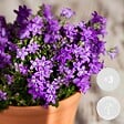 BLOOMIQUE - Lot de 3 - Campanula Ambella Intense Purple - Campanule - Couvre-sol - H. 10-20 cm - P. 10,5 cm - vignette