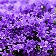 BLOOMIQUE - Lot de 3 - Campanula Ambella Intense Purple - Campanule - Couvre-sol - H. 10-20 cm - P. 10,5 cm - vignette