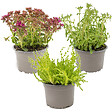 BLOOMIQUE - Lot de 3 - Mélange de plantes de rocaille - Plantes de jardin - H. 15-25 cm - P. 14 cm - vignette