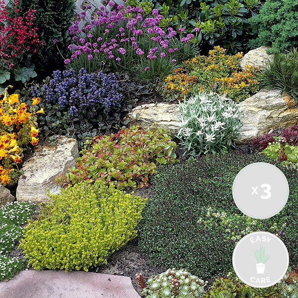 BLOOMIQUE - Lot de 3 - Mélange de plantes de rocaille - Plantes de jardin - H. 15-25 cm - P. 14 cm - large