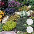 BLOOMIQUE - Lot de 3 - Mélange de plantes de rocaille - Plantes de jardin - H. 15-25 cm - P. 14 cm - vignette
