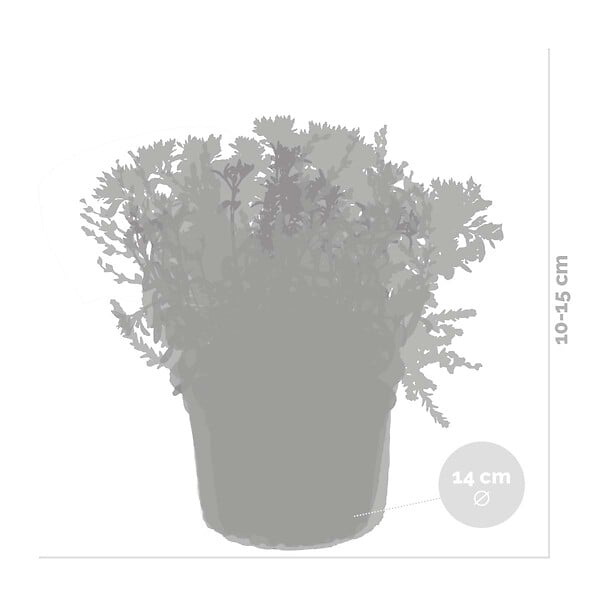 BLOOMIQUE - Lot de 3 - Mélange de plantes de rocaille - Plantes de jardin - H. 15-25 cm - P. 14 cm - large