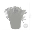 BLOOMIQUE - Lot de 3 - Mélange de plantes de rocaille - Plantes de jardin - H. 15-25 cm - P. 14 cm - vignette