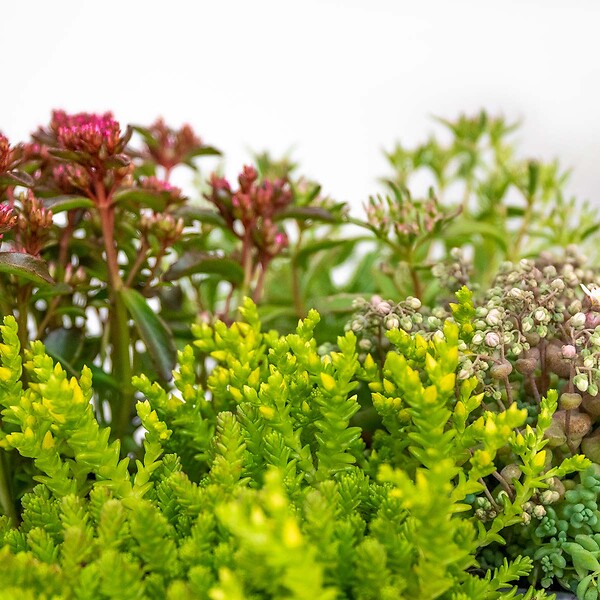 BLOOMIQUE - Lot de 3 - Mélange de plantes de rocaille - Plantes de jardin - H. 15-25 cm - P. 14 cm - large