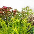BLOOMIQUE - Lot de 3 - Mélange de plantes de rocaille - Plantes de jardin - H. 15-25 cm - P. 14 cm - vignette