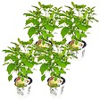 BLOOMIQUE - Lot de 4 - Hydrangea Strong Annabelle - Hortensia - Blanc - H. 40-50 cm - P. 19 cm - vignette
