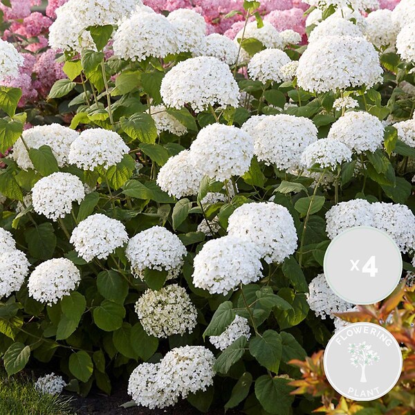 BLOOMIQUE - Lot de 4 - Hydrangea Strong Annabelle - Hortensia - Blanc - H. 40-50 cm - P. 19 cm - large
