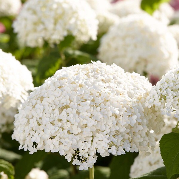 BLOOMIQUE - Lot de 4 - Hydrangea Strong Annabelle - Hortensia - Blanc - H. 40-50 cm - P. 19 cm - large