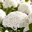 BLOOMIQUE - Lot de 4 - Hydrangea Strong Annabelle - Hortensia - Blanc - H. 40-50 cm - P. 19 cm - vignette