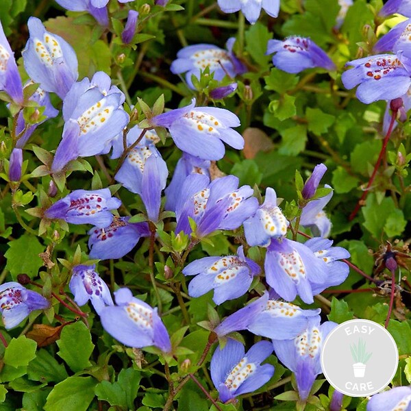 BLOOMIQUE - Mazus Reptans - Mazus rampant - Plantes de bassin - Plantes aquatiques - H. 10-20 cm - P. 9 cm - large