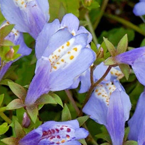 BLOOMIQUE - Mazus Reptans - Mazus rampant - Plantes de bassin - Plantes aquatiques - H. 10-20 cm - P. 9 cm - large