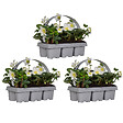 BLOOMIQUE - Lot de 3 - Helleborus Niger Christmas Carol - Rose de Noël - Plantes de jardin - H. 10-20 cm - vignette
