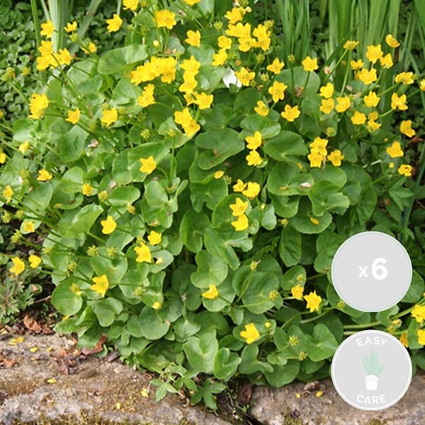 BLOOMIQUE - Lot de 6 - Caltha Palustris - Populage des marais - Plantes de bassin - H. 15-25 cm - P. 9 cm - large