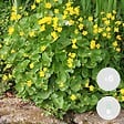 BLOOMIQUE - Lot de 6 - Caltha Palustris - Populage des marais - Plantes de bassin - H. 15-25 cm - P. 9 cm - vignette