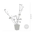BLOOMIQUE - Lot de 6 - Caltha Palustris - Populage des marais - Plantes de bassin - H. 15-25 cm - P. 9 cm - vignette