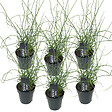 BLOOMIQUE - Lot de 6 - Juncus Spiralis - Jonc spiralé - Plantes de bassin - H. 20-30 cm - P. 9 cm - vignette