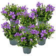 BLOOMIQUE - Lot de 6 - Campanula Ambella Intense Purple - Campanule - Couvre-sol - H. 10-20 cm - P. 10,5 cm - vignette