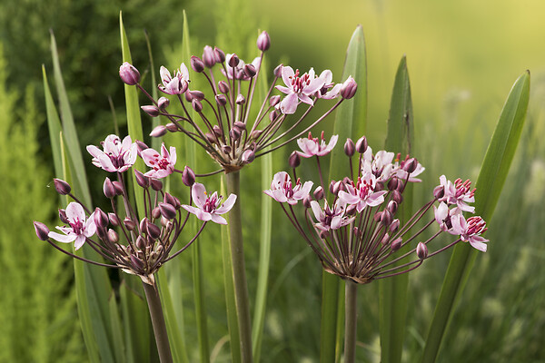 BLOOMIQUE - Lot de 6 - Butomus Umbellatus - Butome en ombelle - Plantes de bassin - H. 10-20 cm - P. 9 cm - large