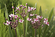 BLOOMIQUE - Lot de 6 - Butomus Umbellatus - Butome en ombelle - Plantes de bassin - H. 10-20 cm - P. 9 cm - vignette