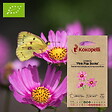 ASSOCIATION KOKOPELLI - Cosmos Pink Pop Socks- Graines bio à semer - vignette