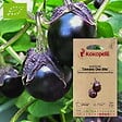 ASSOCIATION KOKOPELLI - Aubergine Dewako One Bite- Graines bio à semer - vignette