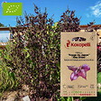 ASSOCIATION KOKOPELLI - Périlla du Japon Aka Shiso- Graines bio à semer - vignette