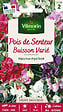 VILMORIN - Pois de Senteur Buisson Varié Vilmorin - vignette
