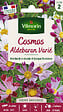 VILMORIN - Cosmos Aldebaran Vilmorin - vignette