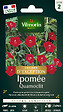 VILMORIN - Graines grimpantes Ipomée Quamoclit - Rouge - 3m - vignette