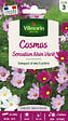 VILMORIN - Graines de Cosmos nain varié - Floraison colorée - 60cm - vignette