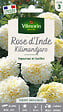 VILMORIN - Rose d'Inde Kilimandjaro Vilmorin - vignette