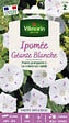 VILMORIN - Graines grimpantes Ipomée Géante Blanche - 6g - vignette