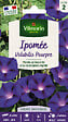 VILMORIN - Ipomée Volubilis Pourpre Vilmorin - vignette