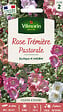 VILMORIN - Rose Trémière Pastorale Vilmorin - vignette