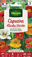 VILMORIN - Capucine Alaska Variée - Graines de fleur compagne - 30-40cm - vignette
