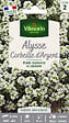 VILMORIN - Alysse Corbeille d'Argent - Graines annuelles - Blanc - vignette