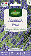 VILMORIN - Lavande Vraie Vilmorin - vignette