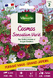 VILMORIN - Cosmos Sensation Varié Vilmorin - vignette