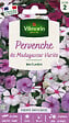 VILMORIN - Pervenche de Madagascar en Mélange Vilmorin - vignette