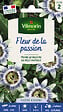 VILMORIN - Passiflore grimpante - Fleur de la Passion - Gélif - vignette