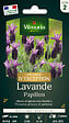 VILMORIN - Sachet de graines - Lavande Papillon - Violet - Vivace - vignette
