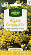 VILMORIN - Alysse Corbeille d'Or - Plante vivace - 0.8g - vignette