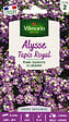 VILMORIN - Graines Alysse Tapis Royal - Violet-Pourpre - Annuelle - vignette