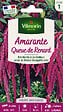VILMORIN - Amarante Queue de Renard Vilmorin - vignette