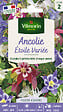 VILMORIN - Ancolie Etoile Variée Vilmorin - vignette